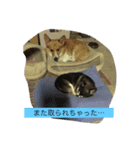 Corgy Hanzo 2（個別スタンプ：1）