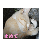 猫の顏（個別スタンプ：4）