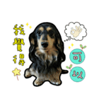 Lai Pai home -Dachshund（個別スタンプ：3）