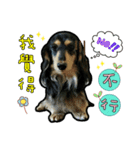 Lai Pai home -Dachshund（個別スタンプ：4）