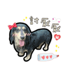 Lai Pai home -Dachshund（個別スタンプ：6）