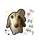 Lai Pai home -Dachshund（個別スタンプ：7）