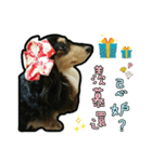 Lai Pai home -Dachshund（個別スタンプ：11）