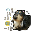 Lai Pai home -Dachshund（個別スタンプ：12）