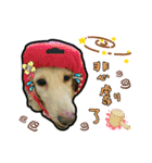 Lai Pai home -Dachshund（個別スタンプ：15）