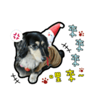 Lai Pai home -Dachshund（個別スタンプ：21）