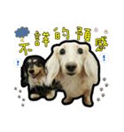 Lai Pai home -Dachshund（個別スタンプ：23）