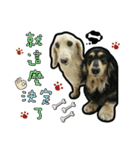 Lai Pai home -Dachshund（個別スタンプ：24）