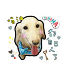 Lai Pai home -Dachshund（個別スタンプ：29）