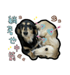 Lai Pai home -Dachshund（個別スタンプ：32）