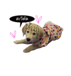 Goden love doggy（個別スタンプ：16）