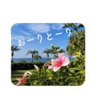 竹富島 石垣島 動物 で日常会話/写真 Ver2（個別スタンプ：2）