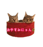 DearCatの仲間たち2（個別スタンプ：13）