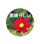 Flower beautiful #2 and animals（個別スタンプ：22）