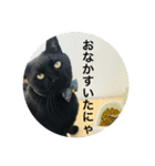 黒猫ジジ（個別スタンプ：10）