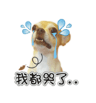 DOG SAY 2（個別スタンプ：8）