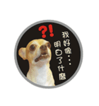 DOG SAY 2（個別スタンプ：9）