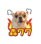 DOG SAY 2（個別スタンプ：12）