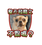 DOG SAY 2（個別スタンプ：13）