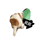 TobbytheJack Russell_tw vol. 1（個別スタンプ：7）