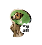 TobbytheJack Russell_tw vol. 1（個別スタンプ：8）