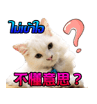 Ptd.Taiwan 's Cat（個別スタンプ：1）