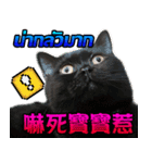 Ptd.Taiwan 's Cat（個別スタンプ：3）