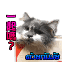 Ptd.Taiwan 's Cat（個別スタンプ：8）