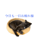 睨み猫、マルとそのお友達のスタンプ（個別スタンプ：32）