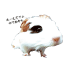 Guinea pigs wow_wow（個別スタンプ：3）