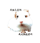 Guinea pigs wow_wow（個別スタンプ：7）