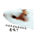 Guinea pigs wow_wow（個別スタンプ：8）