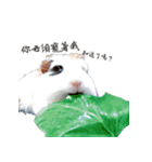 Guinea pigs wow_wow（個別スタンプ：10）