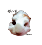 Guinea pigs wow_wow（個別スタンプ：11）