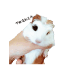 Guinea pigs wow_wow（個別スタンプ：13）