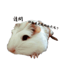 Guinea pigs wow_wow（個別スタンプ：15）