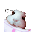 Guinea pigs wow_wow（個別スタンプ：16）