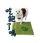 Dog-niuniu（個別スタンプ：3）