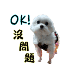 Dog-niuniu（個別スタンプ：4）