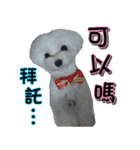 Dog-niuniu（個別スタンプ：7）