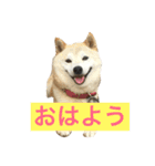 柴犬のバズ（個別スタンプ：1）