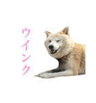 柴犬のバズ（個別スタンプ：5）