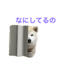 柴犬のバズ（個別スタンプ：6）