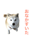 柴犬のバズ（個別スタンプ：8）