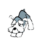 BP Schnauzer Toon（個別スタンプ：3）