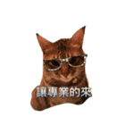 logo meow~（個別スタンプ：1）