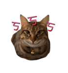 logo meow~（個別スタンプ：7）