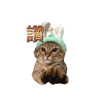 logo meow~（個別スタンプ：11）