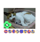 猫スタンプ 2（個別スタンプ：21）