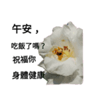 Nelumbo nucifera (flower)（個別スタンプ：1）